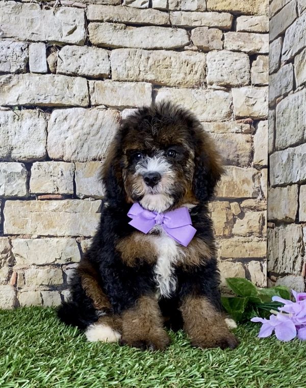 Ms. Rain the Mini-Bernedoodle - Image 5