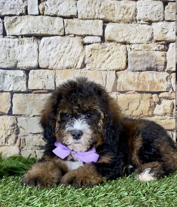 Ms. Rain the Mini-Bernedoodle - Image 4