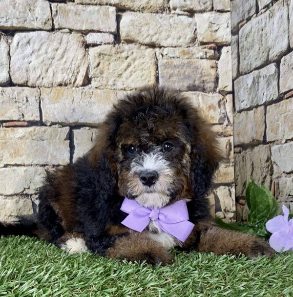 Ms. Rain the Mini-Bernedoodle - Image 3