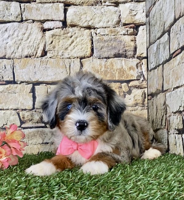 Ms. Rose the Mini-Bernedoodle - Image 2