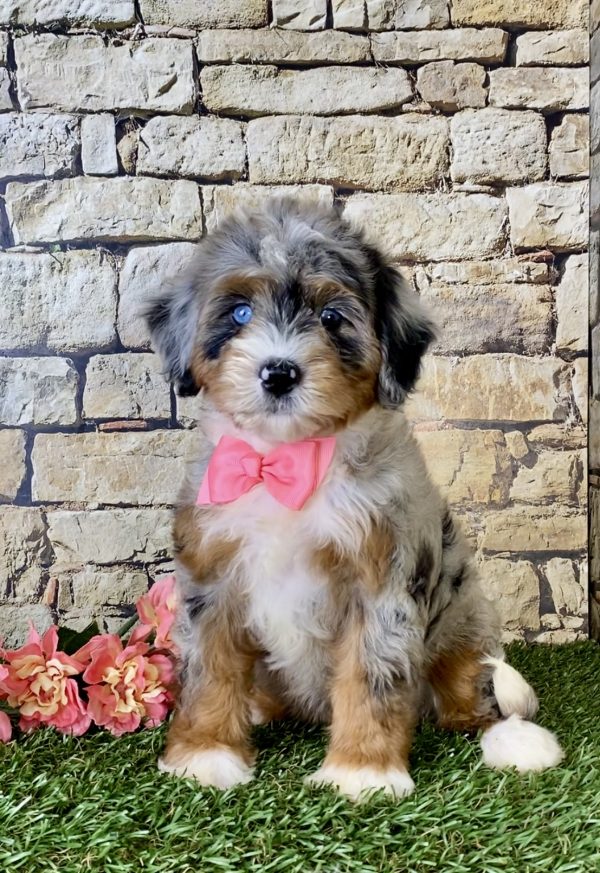 Ms. Rose the Mini-Bernedoodle - Image 3