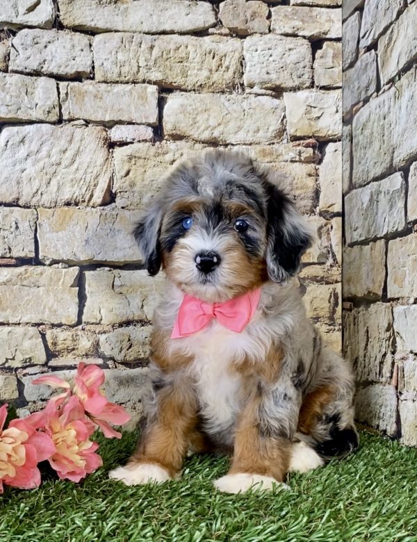 Ms. Rose the Mini-Bernedoodle puppy