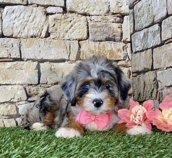 Ms. Rose the Mini-Bernedoodle - Image 5