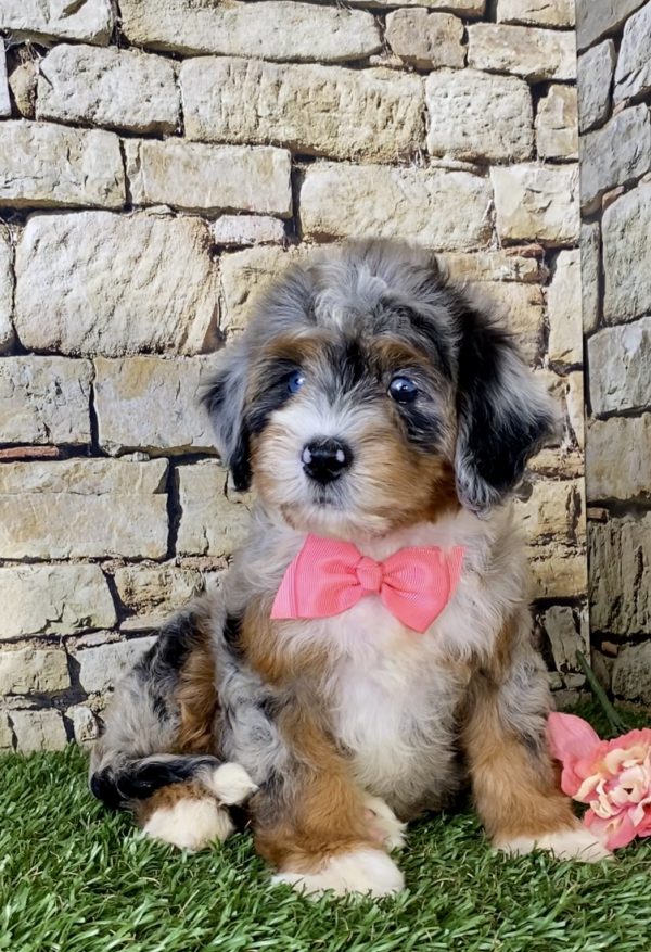 Ms. Rose the Mini-Bernedoodle - Image 6