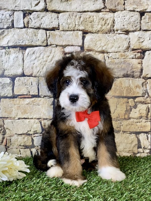 Mr. Rambo the Mini-Bernedoodle puppy