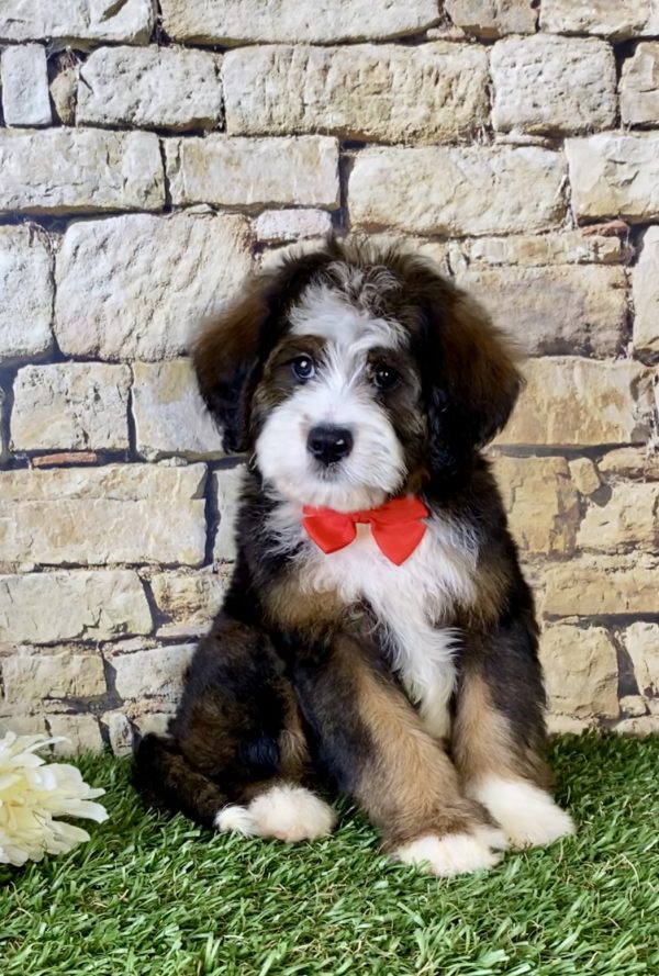 Mr. Rambo the Mini-Bernedoodle - Image 2