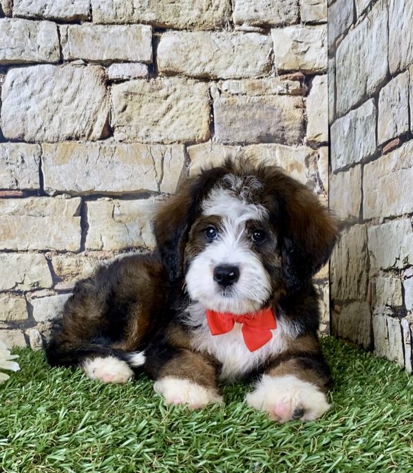 Mr. Rambo the Mini-Bernedoodle - Image 3