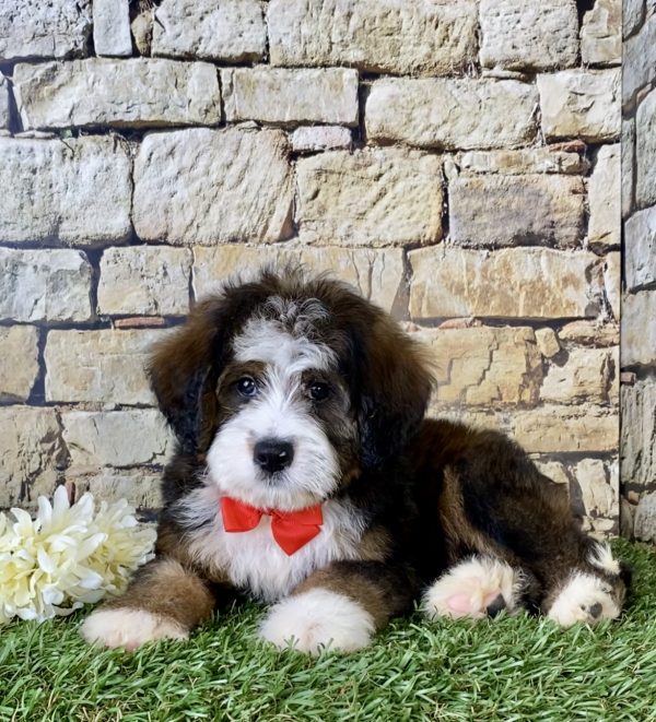 Mr. Rambo the Mini-Bernedoodle - Image 4
