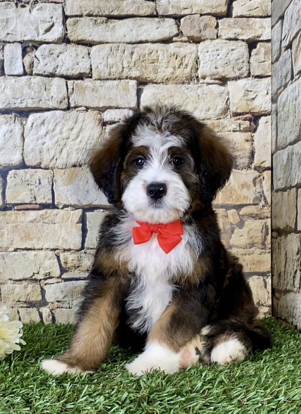 Mr. Rambo the Mini-Bernedoodle - Image 6
