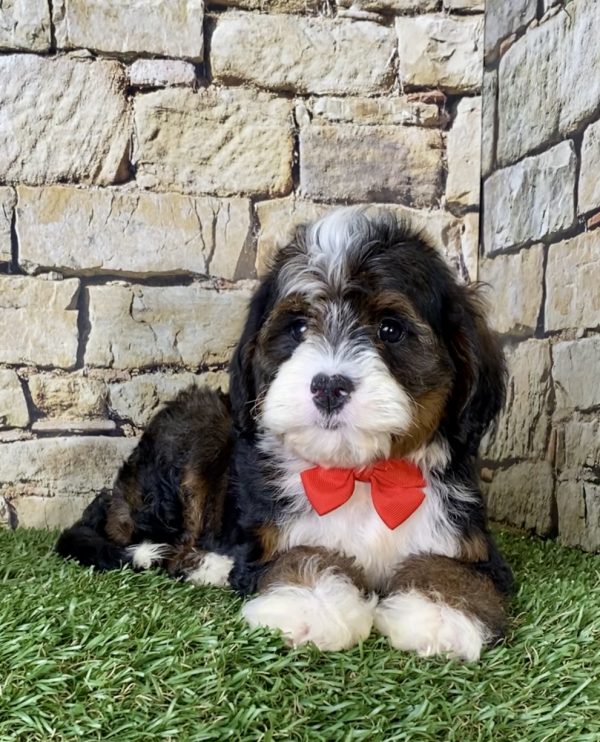 Mr. Ray the Mini-Bernedoodle puppy