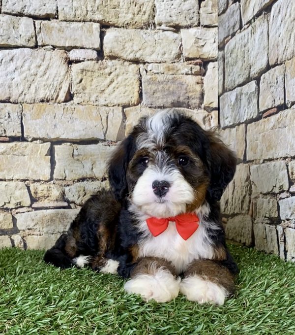 Mr. Ray the Mini-Bernedoodle - Image 2