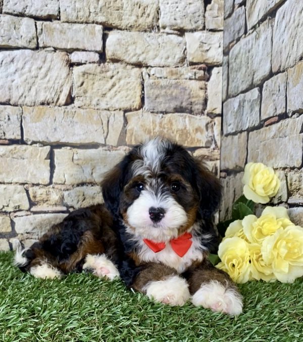 Mr. Ray the Mini-Bernedoodle - Image 3