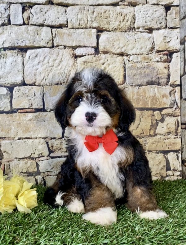 Mr. Ray the Mini-Bernedoodle - Image 4