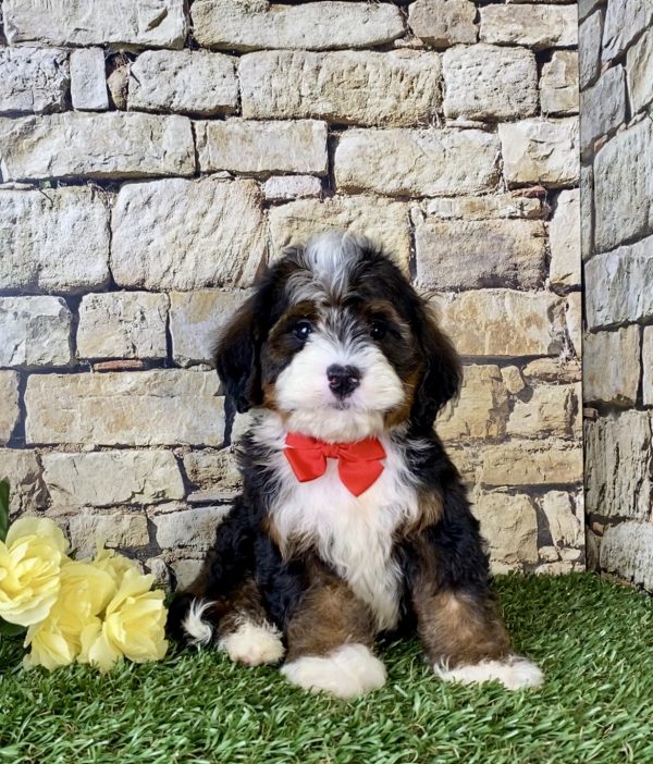 Mr. Ray the Mini-Bernedoodle - Image 5