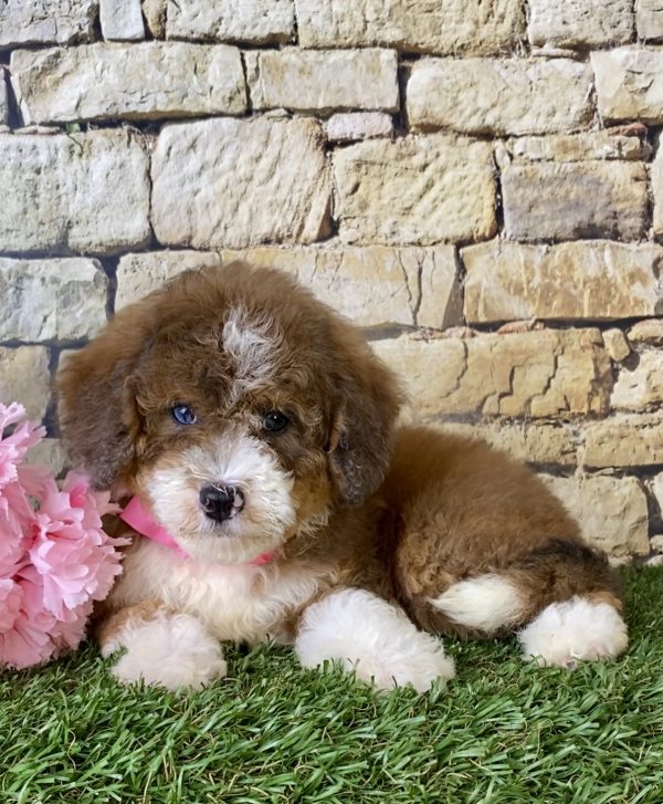 Ms. Rita the Mini-Bernedoodle - Image 2