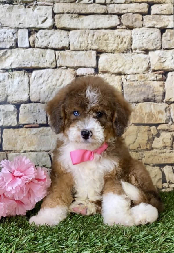 Ms. Rita the Mini-Bernedoodle - Image 3