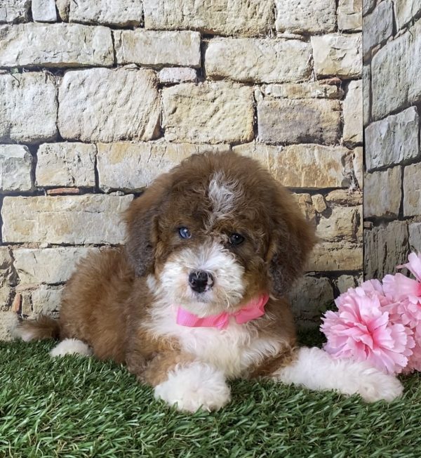 Ms. Rita the Mini-Bernedoodle - Image 4