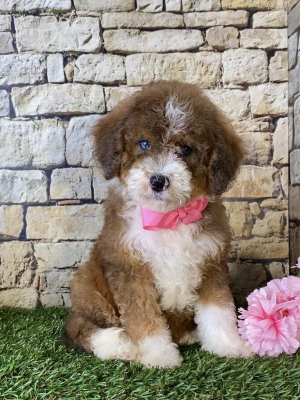 Ms. Rita the Mini-Bernedoodle puppy