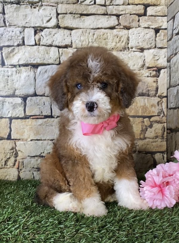 Ms. Rita the Mini-Bernedoodle - Image 5