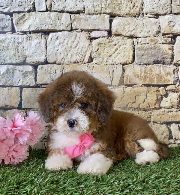 Ms. Rita the Mini-Bernedoodle - Image 6