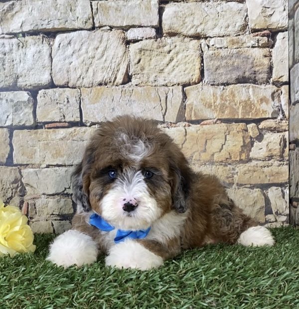 Mr. Russel the Mini-Bernedoodle - Image 2