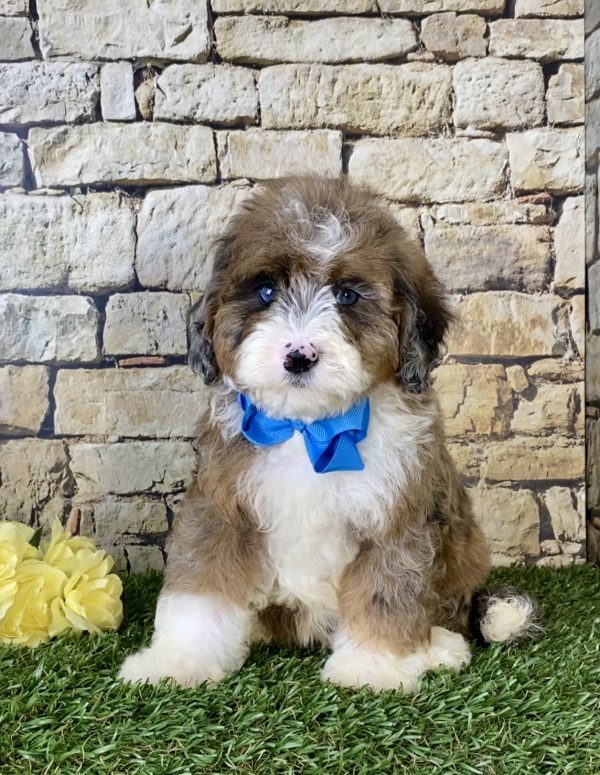 Mr. Russel the Mini-Bernedoodle puppy