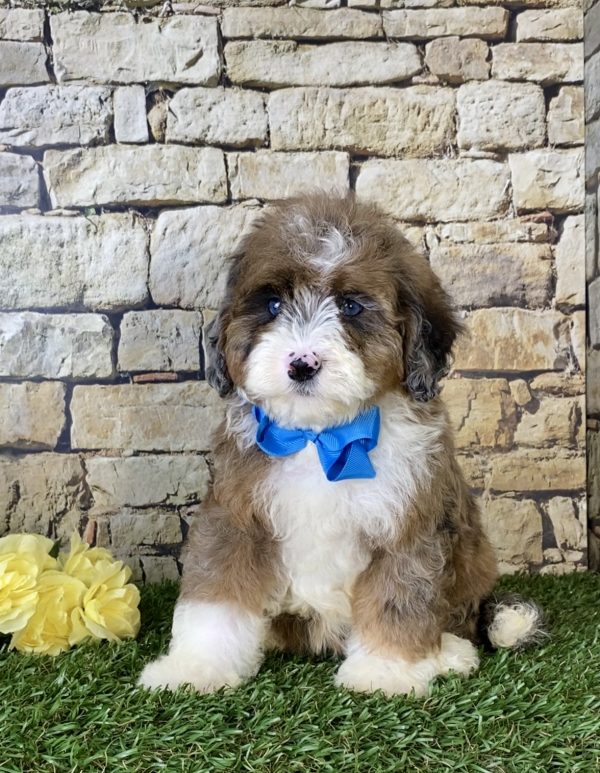 Mr. Russel the Mini-Bernedoodle - Image 4