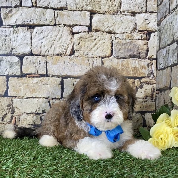 Mr. Russel the Mini-Bernedoodle - Image 5