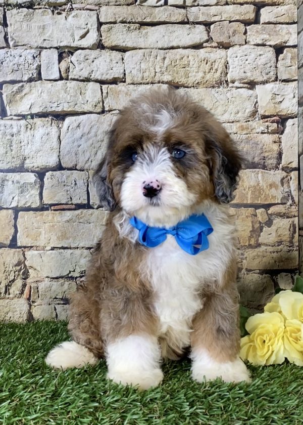 Mr. Russel the Mini-Bernedoodle - Image 6