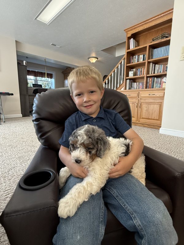 Mr. Sarge the F1B Micro Mini-Bernedoodle puppy