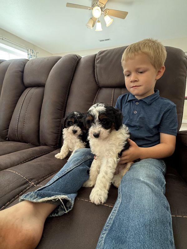 Mr. Snickers the F1B Micro Mini-Bernedoodle - Image 8