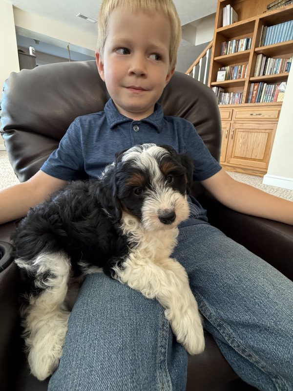 Mr. Snickers the F1B Micro Mini-Bernedoodle puppy