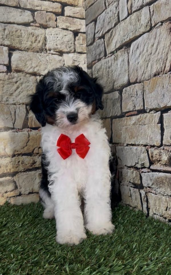 Mr. Snickers the F1B Micro Mini-Bernedoodle - Image 9