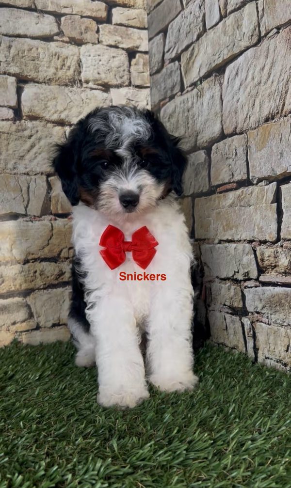 Mr. Snickers the F1B Micro Mini-Bernedoodle - Image 10