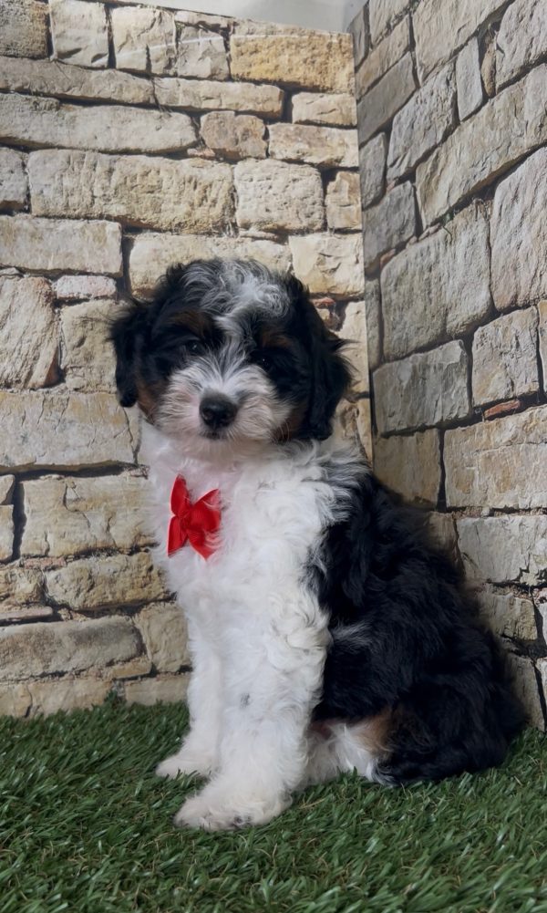 Mr. Snickers the F1B Micro Mini-Bernedoodle - Image 11