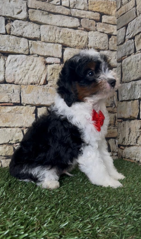 Mr. Snickers the F1B Micro Mini-Bernedoodle - Image 12