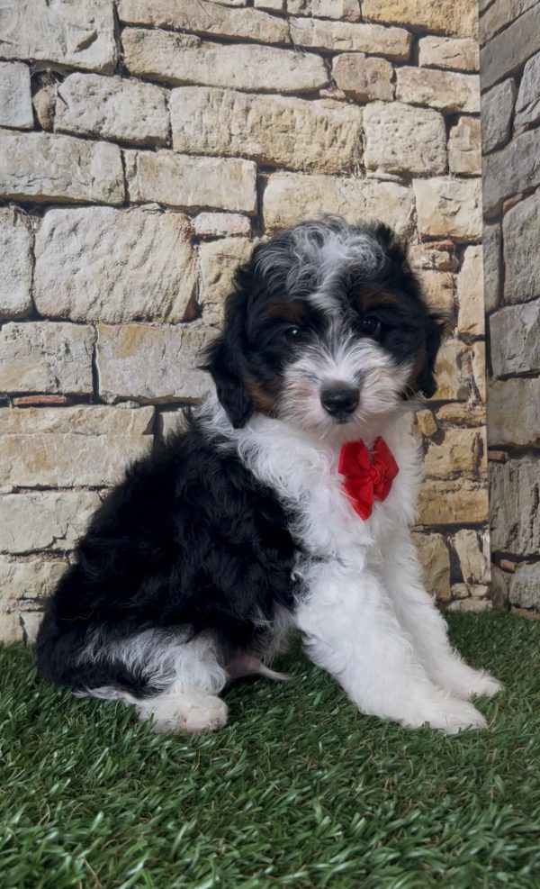 Mr. Snickers the F1B Micro Mini-Bernedoodle