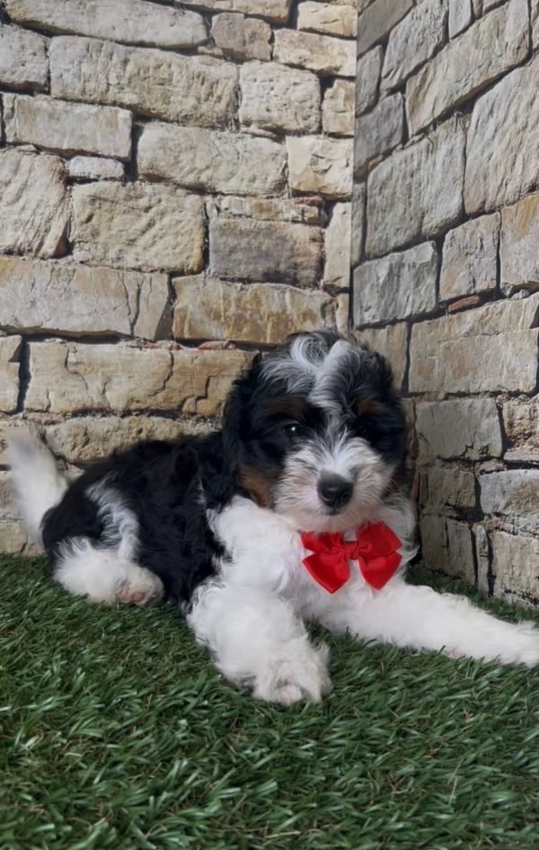 Mr. Snickers the F1B Micro Mini-Bernedoodle - Image 13