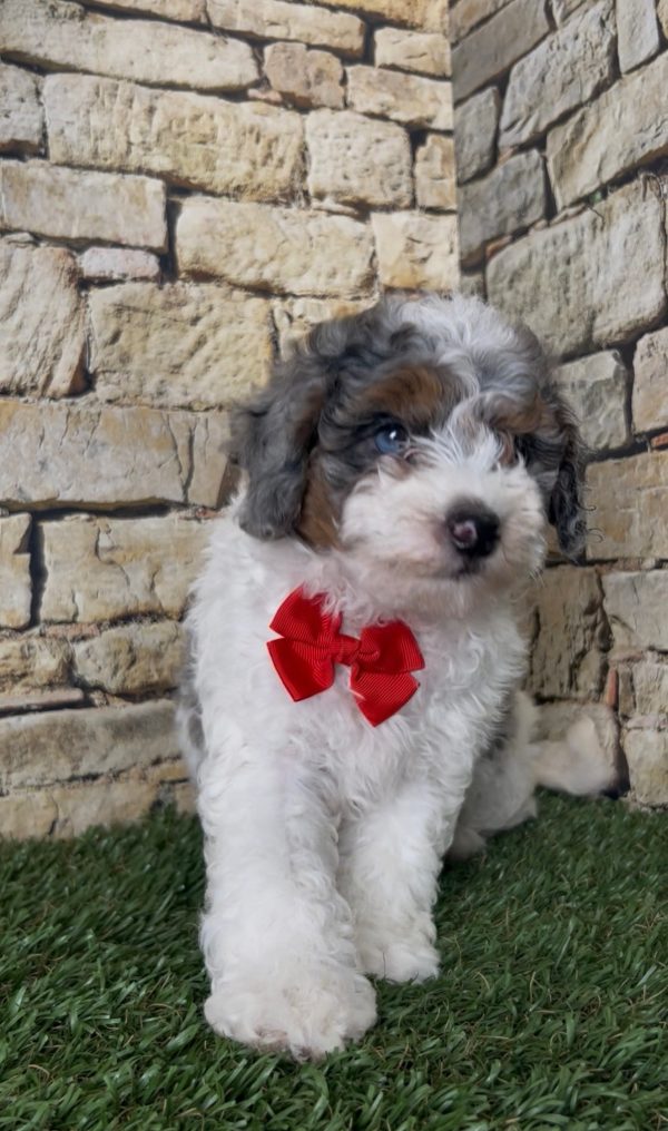 Mr. Sarge the F1B Micro Mini-Bernedoodle - Image 3