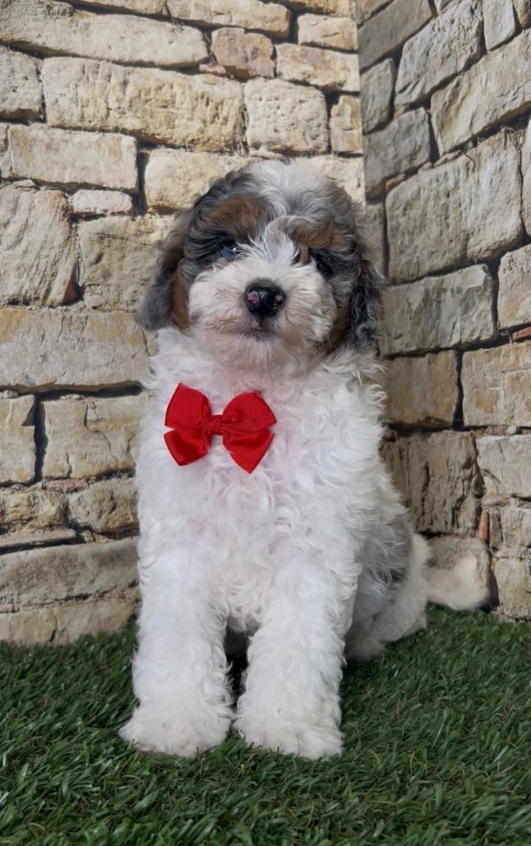 Mr. Sarge the F1B Micro Mini-Bernedoodle - Image 2