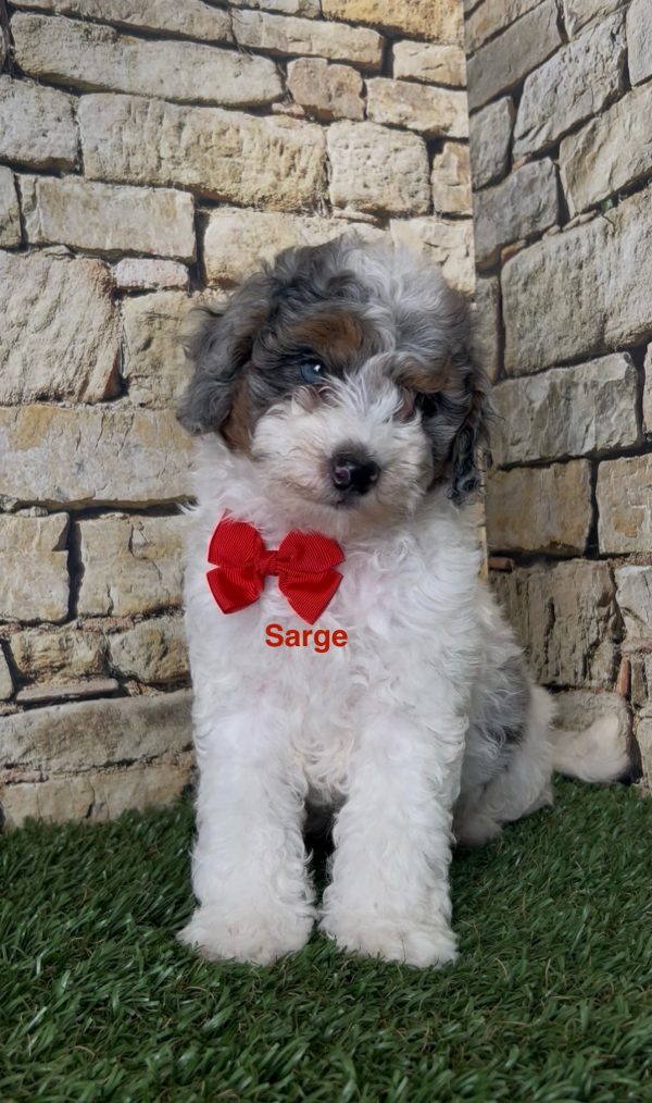 Mr. Sarge the F1B Micro Mini-Bernedoodle - Image 4