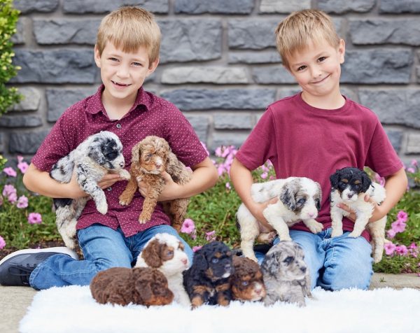 Bella's Litter Early Reservation (F1B Mini-Bernedoodles with Rare Colors) - Image 2