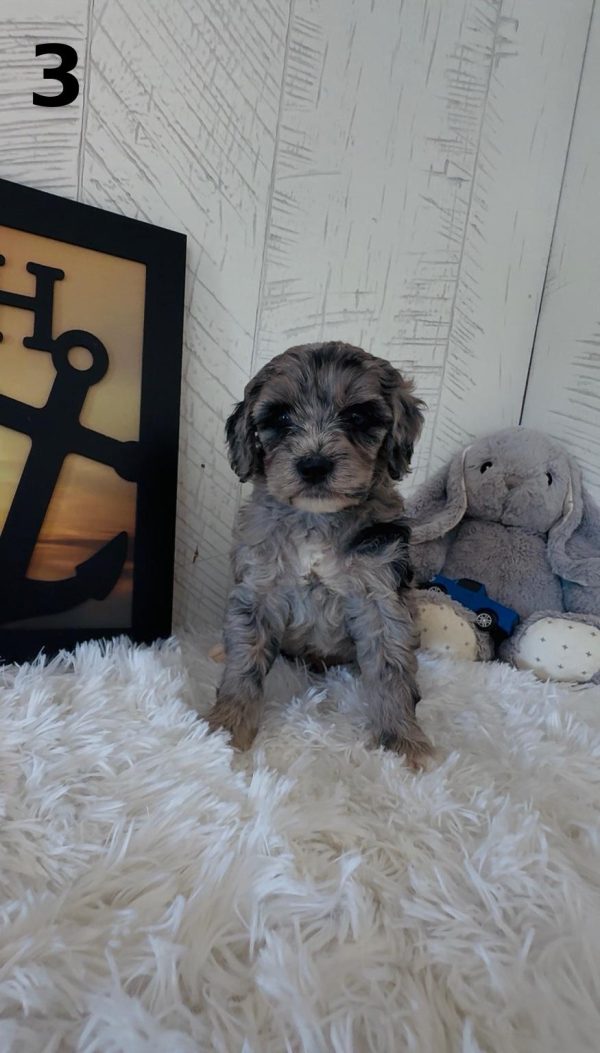 Bella's Litter Early Reservation (F1B Mini-Bernedoodles with Rare Colors) - Image 6