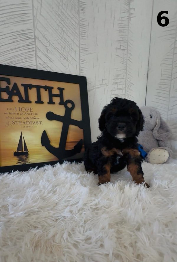Bella's Litter Early Reservation (F1B Mini-Bernedoodles with Rare Colors) - Image 14