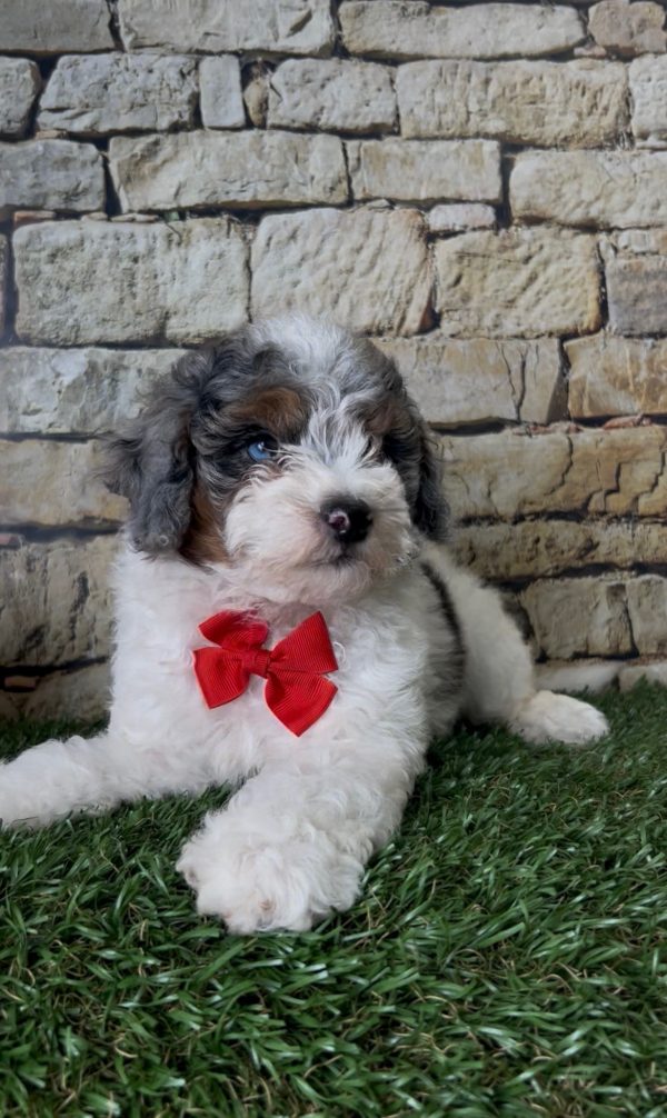 Mr. Sarge the F1B Micro Mini-Bernedoodle - Image 5