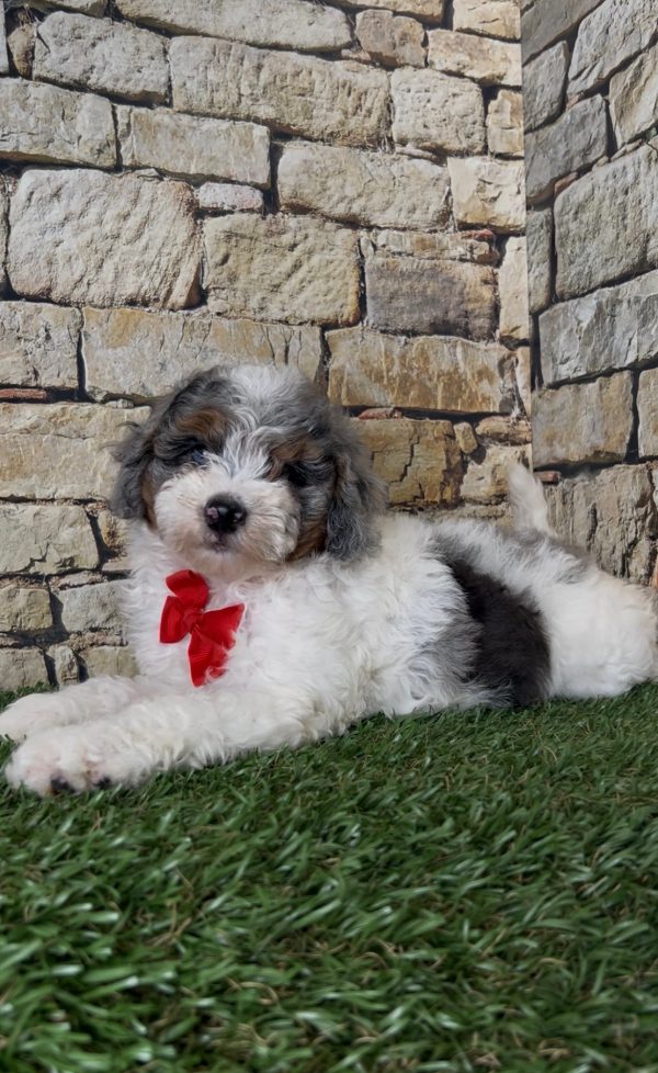 Mr. Sarge the F1B Micro Mini-Bernedoodle puppy