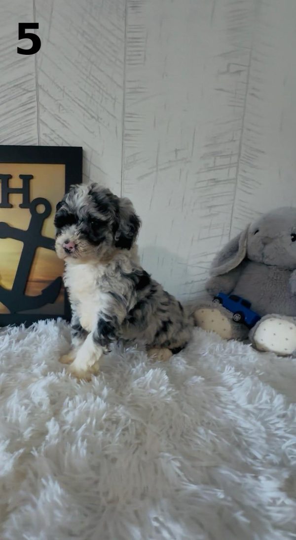 Bella's Litter Early Reservation (F1B Mini-Bernedoodles with Rare Colors) - Image 9