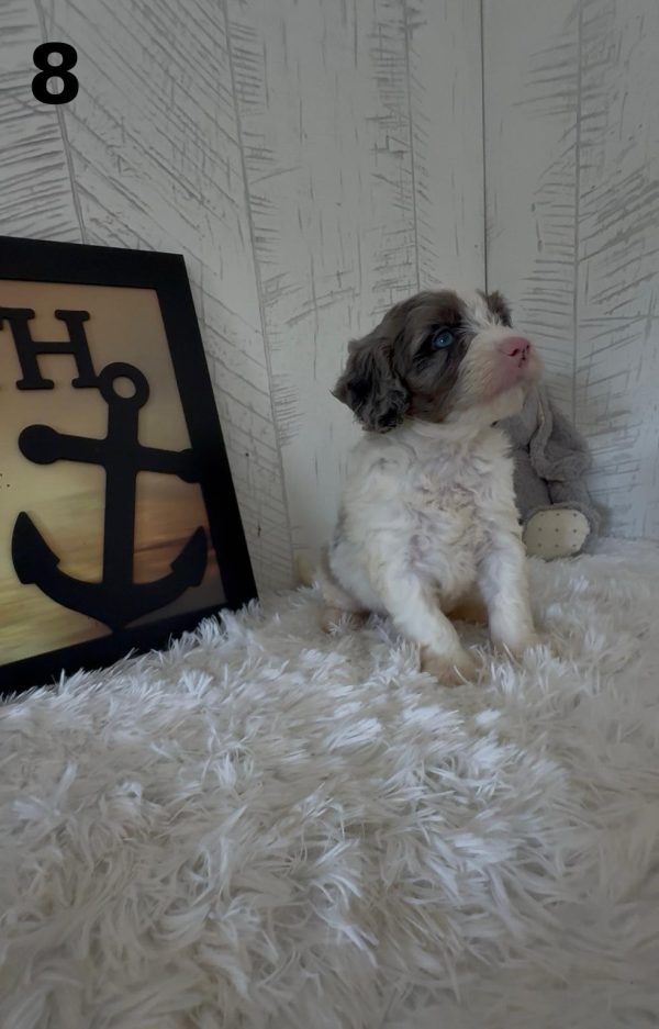 Bella's Litter Early Reservation (F1B Mini-Bernedoodles with Rare Colors) - Image 12
