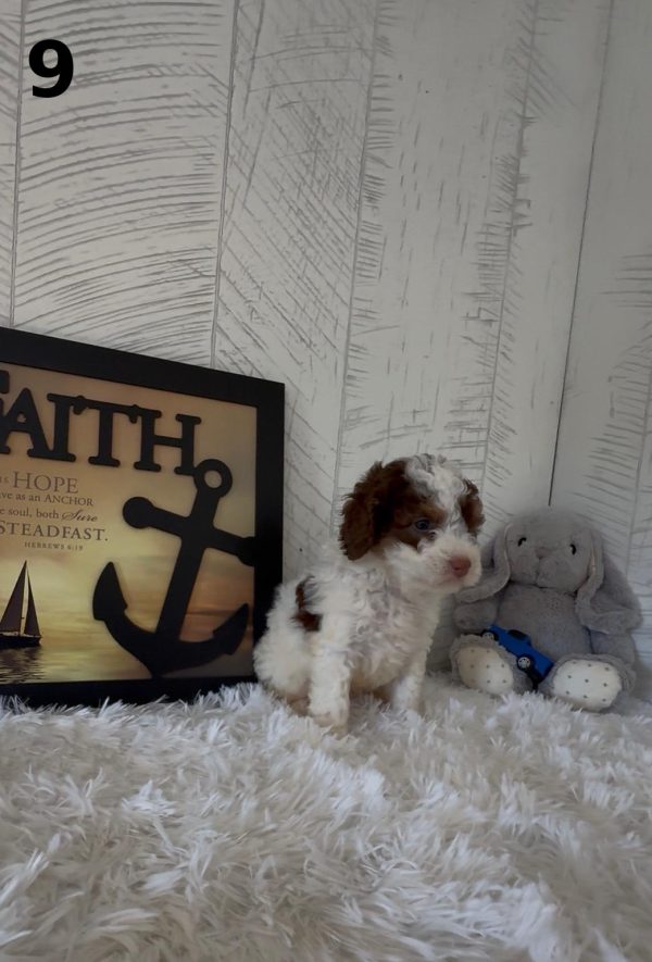 Bella's Litter Early Reservation (F1B Mini-Bernedoodles with Rare Colors) - Image 13