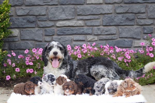 Mr. Benson the F1B Mini-Bernedoodle (Bella's Litter) - Image 10